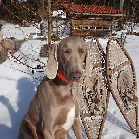 Jaegerhaeusl Daire *